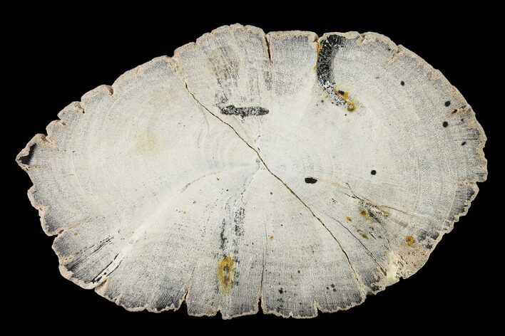 Polished Petrified Wood (Sloanea) Slice with Pyrite - Texas #166516